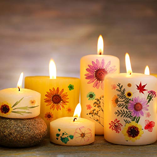 Nuanchu 110 Pieces Dried Pressed Flower for Resin Pressed Flowers Leaves with Tweezers and Box Set Natural Daisy Flowers Bulk Real Dry DIY Flowers Nuanchu