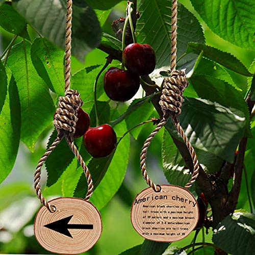 Natural Wood Slices, Tiberham 21 Pcs 1.2-3.9 Inches Unfinished Wooden Circles Round Rustic Wood with Bark, Solid Log Discs Craft Wood Kit for Arts Tiberham