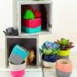 DecoArt ACRYLIC PATIO PAINT FAN FAVORITES SAMPLER SET, Assortment, 2 Fl Oz (Pack of 18) DecoArt