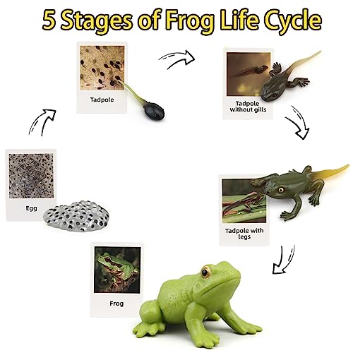 Montessori Life Cycle Learning & Education Toys - Plastic Insect Ladybug, Monarch Butterfly, and Tadpole-to-Frog Kit for Kids, Preschool Learning BOTICAKO