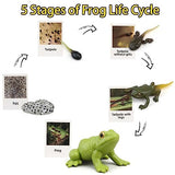 Montessori Life Cycle Learning & Education Toys - Plastic Insect Ladybug, Monarch Butterfly, and Tadpole-to-Frog Kit for Kids, Preschool Learning BOTICAKO