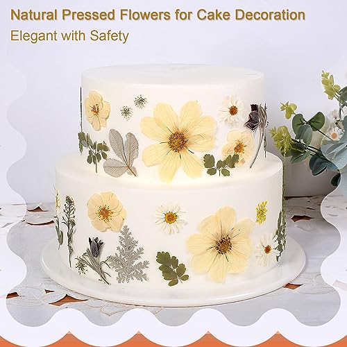 12“ Large Bulk Winter White Dried Pressed Flowers for Art Crafts, Real Dry Natural Flower Leaf for Resin Mold, Jewelry Making, Glass Frame (Winter ZMRU