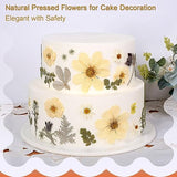 12“ Large Bulk Winter White Dried Pressed Flowers for Art Crafts, Real Dry Natural Flower Leaf for Resin Mold, Jewelry Making, Glass Frame (Winter ZMRU