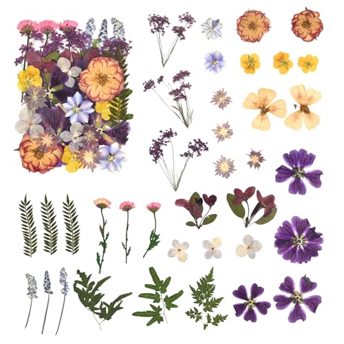 DALARAN 40 pcs Purple Flowers for Resin Model Real Dried Pressed Flowers Dry Leaves Bulk Natural Herbs Kit for Scrapbooking DIY Art Crafts, Epoxy DALARAN