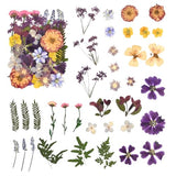 DALARAN 40 pcs Purple Flowers for Resin Model Real Dried Pressed Flowers Dry Leaves Bulk Natural Herbs Kit for Scrapbooking DIY Art Crafts, Epoxy DALARAN
