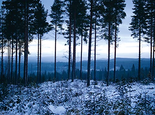 The Art of Whittling: A Woodcarver's Guide to Making Things by Hand WoodArtSupply