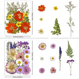 Buzidao Dried Pressed Flowers, 80Pcs Real Natural Pressed Flowers for Resin DIY Crafts Nail Art Candle Jewelry Making, Real Dried Pressed Flowers, Buzidao