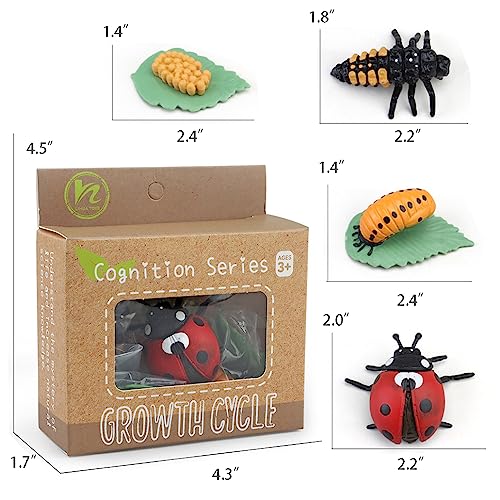 Montessori Life Cycle Learning & Education Toys - Plastic Insect Ladybug, Monarch Butterfly, and Tadpole-to-Frog Kit for Kids, Preschool Learning BOTICAKO