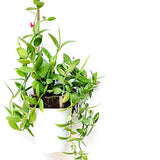 Pllieay 20PC 1.33'/16 Inch Natural Plant Stakes Garden Stakes Bamboo Sticks for Outdoor and Indoor, Potted Tomato Plant Support Pllieay