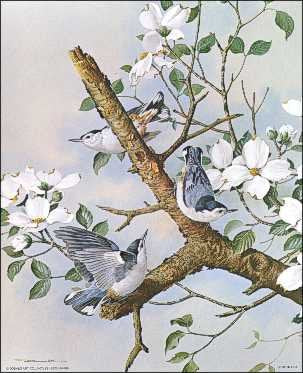 DSC White Breasted Nuthatches Birds Paper Tole 3D Decoupage Craft Kit Size 8x10 inches 56189 (The Additional Pictures Show Examples of This Craft Kit
