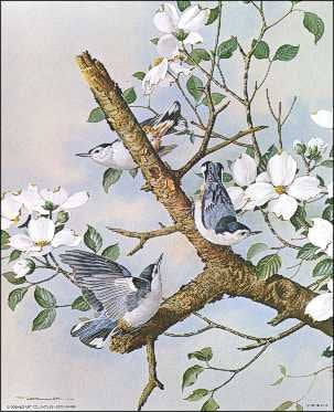 DSC White Breasted Nuthatches Birds Paper Tole 3D Decoupage Craft Kit Size 8x10 inches 56189 (The Additional Pictures Show Examples of This Craft Kit DSC