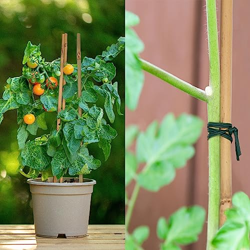 POLIUMB 50PCS Plant Stakes,16 Inch Natural Bamboo Stakes，Garden Stakes for Indoor and Outdoor Plants，Poles Sticks for Tomatoes,Beans,Flowers,Trees POLIUMB
