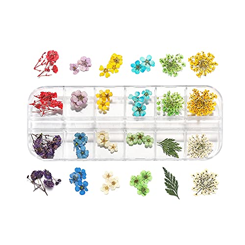 AGCFABS 1 Box Real Dried Flower Dry Plants Ammi Majus for UV Epoxy Resin Pendant Necklace Jewelry Making Craft Nail Art Decoration (5) AGCFABS