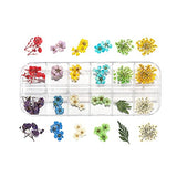 AGCFABS 1 Box Real Dried Flower Dry Plants Ammi Majus for UV Epoxy Resin Pendant Necklace Jewelry Making Craft Nail Art Decoration (5) AGCFABS