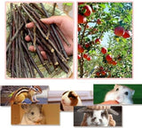 William Craft 250g Apple Sticks Pet Chew Toys Treats for Chinchilla Guinea Pigs Rabbits Squirrel Hamster Bunny (8.8 Ounce (Pack of 1)) William Craft