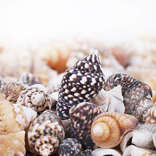 2000 PCS Tiny Mini Small Sea Shells for Crafting Spiral Conch Shells for Crafts Charms for Home Decorations Candle Decor DIY Fish Tank and Beach Vase PPCLION