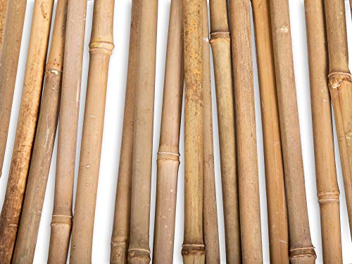 FOREVER BAMBOO BAMA-BP11 Bamboo Garden Stakes Plant Support, 3/8" D x 4' H, Natural FOREVER BAMBOO