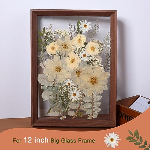 12“ Large Bulk Winter White Dried Pressed Flowers for Art Crafts, Real Dry Natural Flower Leaf for Resin Mold, Jewelry Making, Glass Frame (Winter ZMRU