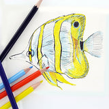 Thornton's Art Supply 36 Count Professional Hi-Quality Artist Colored Pencil Set WoodArtSupply