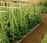 FOREVER BAMBOO BAMA-BP11 Bamboo Garden Stakes Plant Support, 3/8" D x 4' H, Natural FOREVER BAMBOO