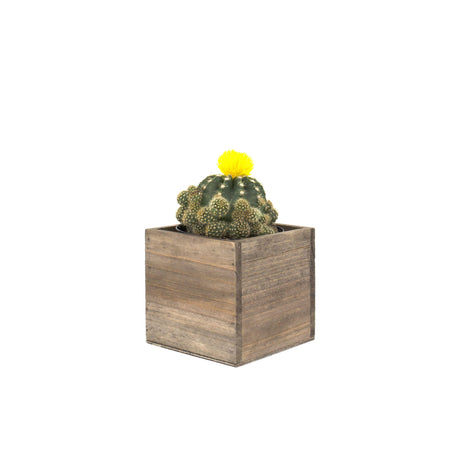CYS EXCEL Cube Planter Box with Removable Plastic Liner (4"x4"x4")(4 PCS) | Multiple Size Choices Wood Square Planter | Indoor Decorative Window Box CYS EXCEL