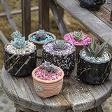 HappyFiller 1.4 Pound Broken Pieces Crushed Shells Chips Vase Filler Resin Arts,Succulents,Plants Top Dressing Soil Cover,Hotricultural Pebbles Grow HappyFiller