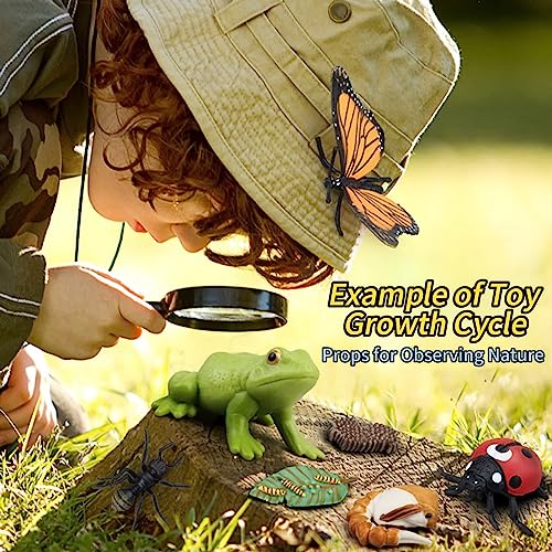 Montessori Life Cycle Learning & Education Toys - Plastic Insect Ladybug, Monarch Butterfly, and Tadpole-to-Frog Kit for Kids, Preschool Learning BOTICAKO