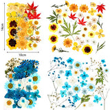 Nuanchu 110 Pieces Dried Pressed Flower for Resin Pressed Flowers Leaves with Tweezers and Box Set Natural Daisy Flowers Bulk Real Dry DIY Flowers Nuanchu