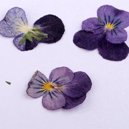 LoveinDIY 24Pcs Natural Pressed Dried Flowers Pressed Violet for Epoxy Resin Pendant Jewelry Making - WoodArtSupply