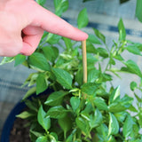 40 Pack 18'' Natural Bamboo Plant Stakes, Wood Plant Supports, Wood Garden Sticks for Plants Tomato Floral Potted, Wooden Sign Posting Garden Sticks Newflager