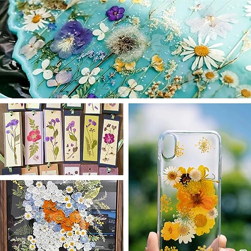 Buzidao Dried Pressed Flowers, 80Pcs Real Natural Pressed Flowers for Resin DIY Crafts Nail Art Candle Jewelry Making, Real Dried Pressed Flowers, Buzidao