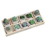 Rustic Compartments Wooden Divided Boxes Succulents Flower Pot Desktop Storage Box Holder, Wood Display Tray for Crafts, Jewelry (10 grids) LokweeTal
