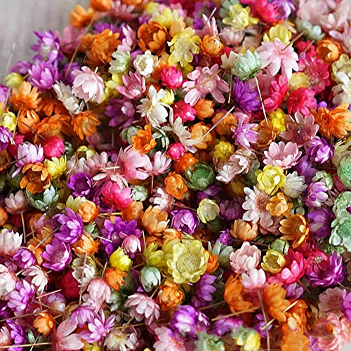710pcs DIY Dried Flowers Scattered Aromatherapy Candle Epoxy Resin Pendant TEAMWILL