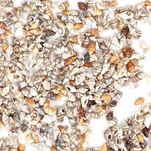 Weoxpr 2000 Pcs Tiny Sea Shells for Crafting,Mixed Ocean Beach Mini Seashells Bulk for Home Decorations,Beach Theme Party, Small Shells for Craft, WEOXPR
