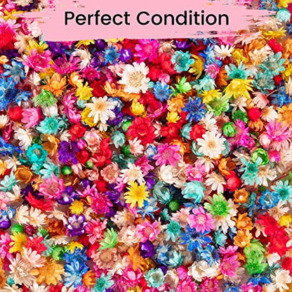 850 PCS Small Dried Flowers for Crafts Resin - Tiny Dried Flowers for Nails, Natural Real Dried Pressed Flowers Bulk for DIY Jewelry Earrings Epoxy - WoodArtSupply