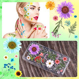 Nuanchu 110 Pieces Dried Pressed Flower for Resin Pressed Flowers Leaves with Tweezers and Box Set Natural Daisy Flowers Bulk Real Dry DIY Flowers Nuanchu