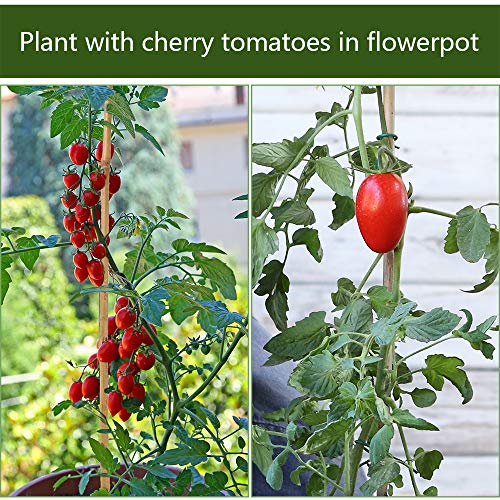 Pllieay 20PC 1.33'/16 Inch Natural Plant Stakes Garden Stakes Bamboo Sticks for Outdoor and Indoor, Potted Tomato Plant Support Pllieay