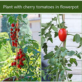 Pllieay 20PC 1.33'/16 Inch Natural Plant Stakes Garden Stakes Bamboo Sticks for Outdoor and Indoor, Potted Tomato Plant Support Pllieay