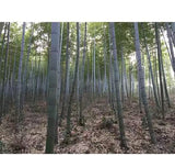 2PCS Wooden Tea Cups Natural BambooTea Cup Coffee Mug Wine Mug Camping Cup Travel Coffee Mugs Craft Tea Drinking Cup Gift Outdoor Mug for Drinking Metany