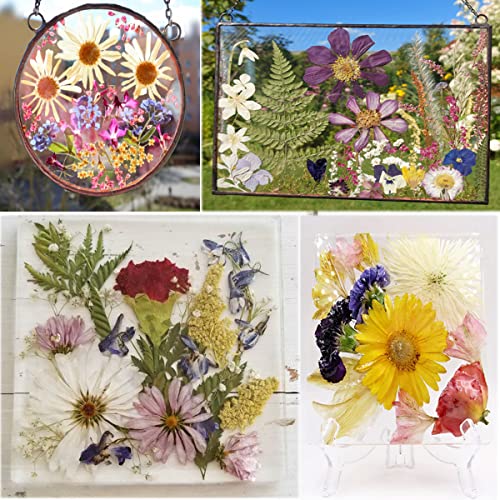 OECCO Large Purple Dried Pressed Flower for Resin, Big Real Nature Pressing Floral Leaves for DIY Craft, Mold, Jewelry Making, Candle Scrapbooking OECOO