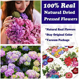 LUCISKY 96 Pcs Pressed Dried Flowers Real Natural Leave Petals for DIY Resin Molds Jewelry Nail Candle Crafts LUCISKY