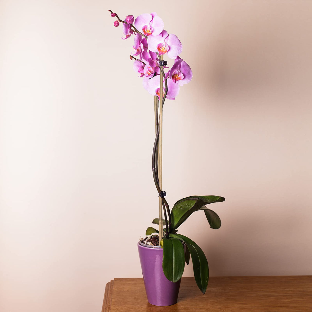 Plant Stakes Natural Garden Bamboo Sticks for Indoor and Outdoor Plants,GAGINANG 20pcs Plant Support Stakes for Tomatoes, Beans, Potted Plants - 18 GAGINANG