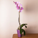 Plant Stakes Natural Garden Bamboo Sticks for Indoor and Outdoor Plants,GAGINANG 20pcs Plant Support Stakes for Tomatoes, Beans, Potted Plants - 18 GAGINANG