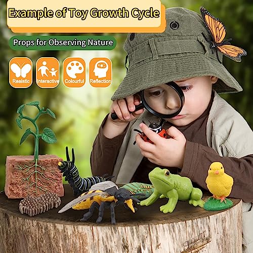Montessori Life Cycle Learning & Education Toys - Plastic Insect Ladybug, Monarch Butterfly, and Tadpole-to-Frog Kit for Kids, Preschool Learning BOTICAKO