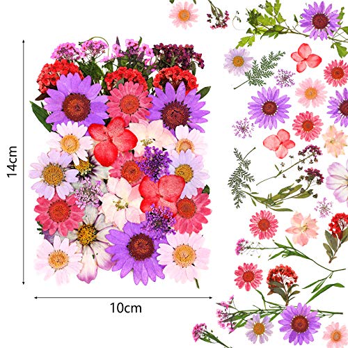 Nuanchu 110 Pieces Dried Pressed Flower for Resin Pressed Flowers Leaves with Tweezers and Box Set Natural Daisy Flowers Bulk Real Dry DIY Flowers Nuanchu