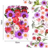 Nuanchu 110 Pieces Dried Pressed Flower for Resin Pressed Flowers Leaves with Tweezers and Box Set Natural Daisy Flowers Bulk Real Dry DIY Flowers Nuanchu