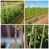 Mininfa Natural Bamboo Stakes 4 Feet, Eco-Friendly Garden Stakes, Plant Stakes Supports Climbing for Tomatoes, Trees, Beans, 25 Pack Mininfa