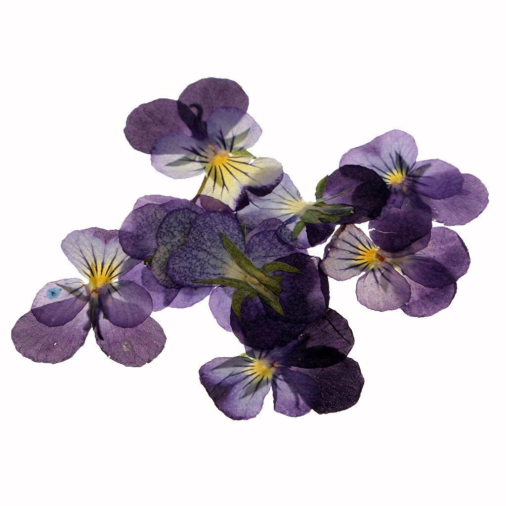 LoveinDIY 24Pcs Natural Pressed Dried Flowers Pressed Violet for Epoxy Resin Pendant Jewelry Making - WoodArtSupply