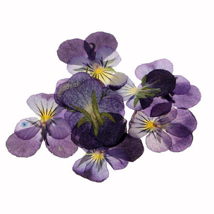 LoveinDIY 24Pcs Natural Pressed Dried Flowers Pressed Violet for Epoxy Resin Pendant Jewelry Making - WoodArtSupply