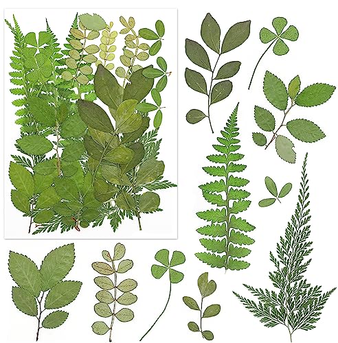 170Pcs+ Real Dried Pressed Flowers Leaves Petals for Crafts-Beautiful Pressed Flowers Daisies for Resin Jewellery, Pressed Flowers Nail Pendant Vignee